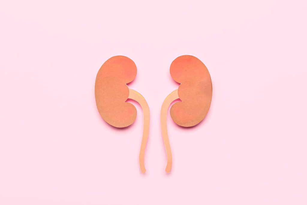 paper kidneys on pink background