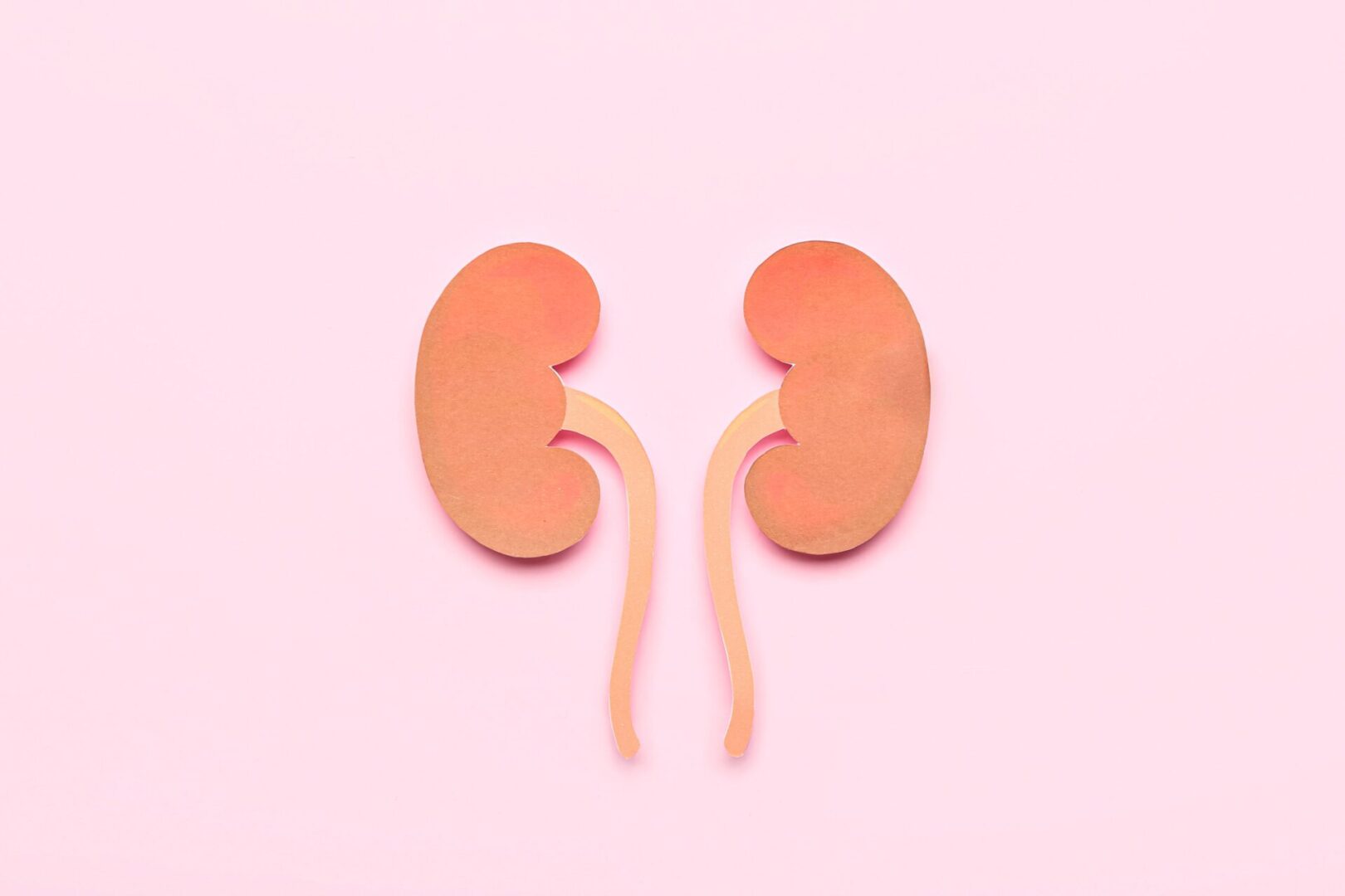 paper kidneys on pink background